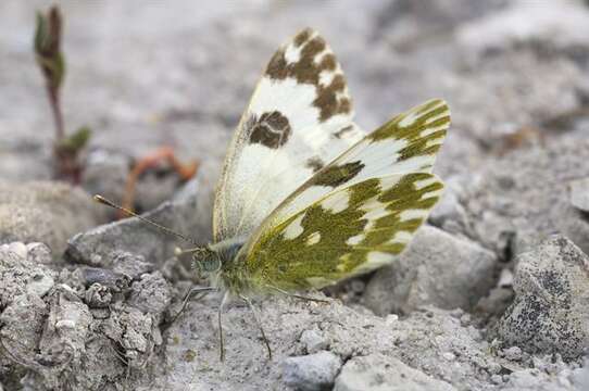 Image of Checkered Whites