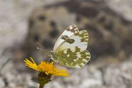 Image of Checkered Whites