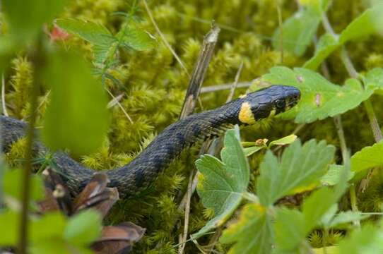 Image of Natrix natrix gotlandica Nilson & Andrén 1981