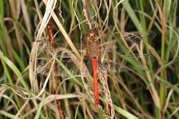 Image of Sympetrum Newman 1833