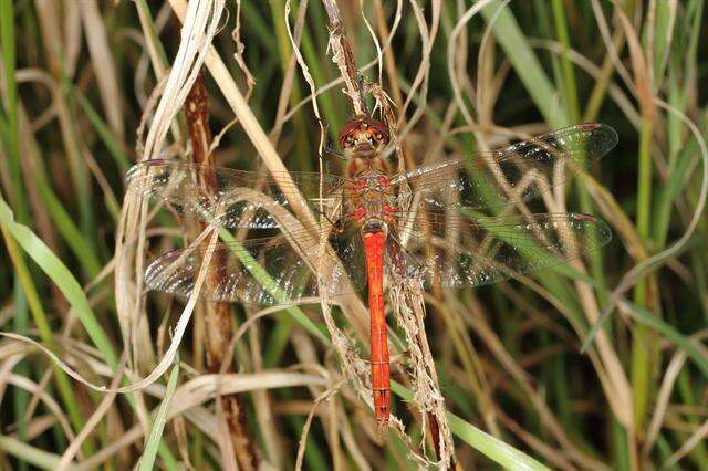 Image of Sympetrum Newman 1833