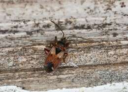 Image of Eremocoris abietis (Linnaeus 1758)