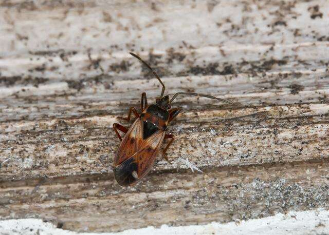 صورة Eremocoris abietis (Linnaeus 1758)