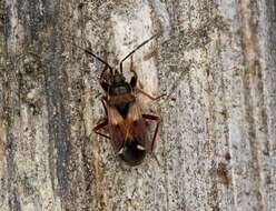 صورة Eremocoris abietis (Linnaeus 1758)