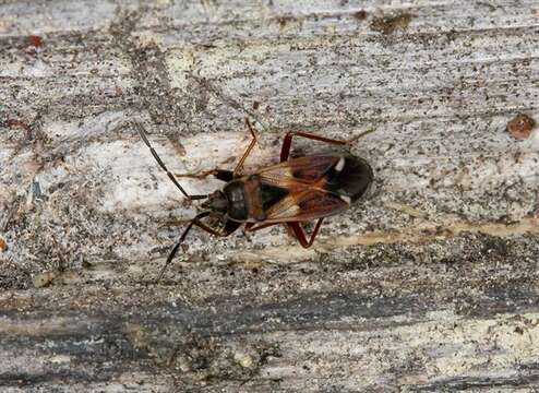 Image of Eremocoris abietis (Linnaeus 1758)