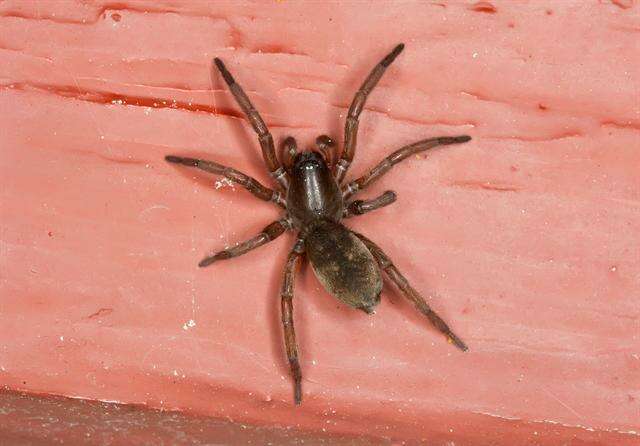 Image of ground spiders