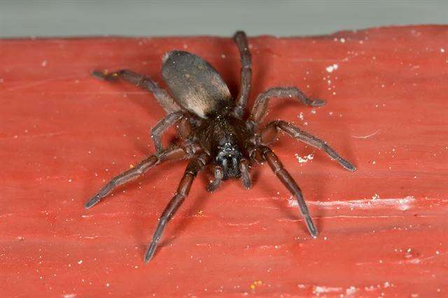 Image of ground spiders