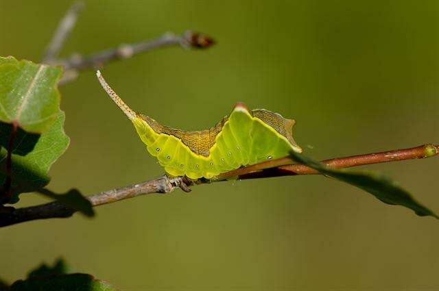 Image of Cerura