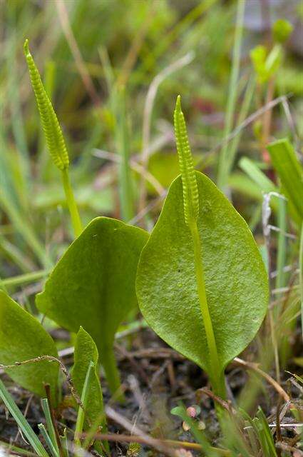 Image of <i>Ophioglossum vulgatum</i>