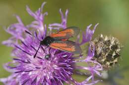 Plancia ëd Zygaena purpuralis Brünnich 1763