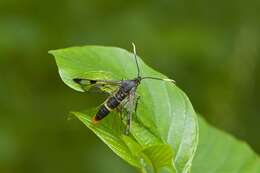 Imagem de Synanthedon scoliaeformis Borkhausen 1789