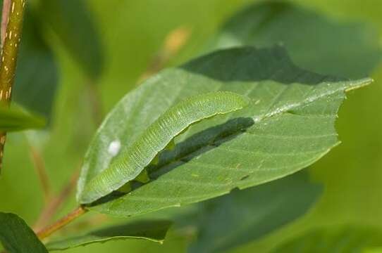 Imagem de Gonepteryx