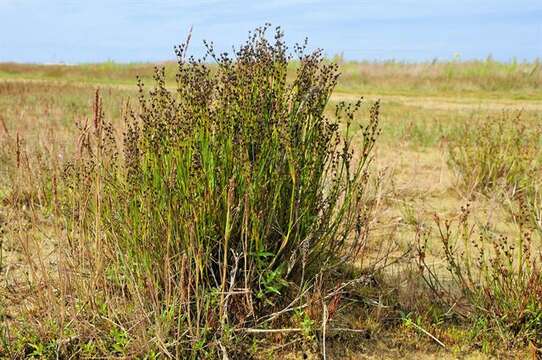 Image of Juncus anceps La Harpe