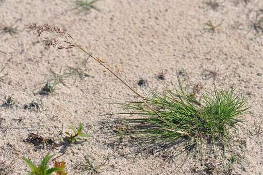 Imagem de Agrostis