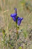 Image of gentian