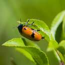 Image of <i>Clytra quadripunctata</i>