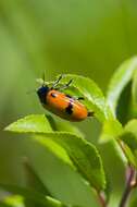 Image of <i>Clytra quadripunctata</i>