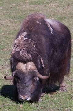 Image of muskox