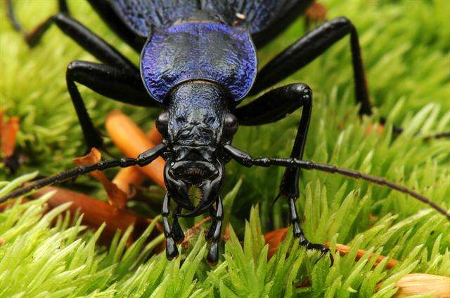 Image de Carabus