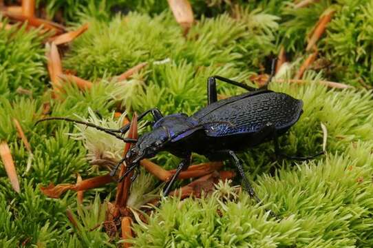 Image of true ground beetle genus