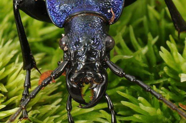 Image de Carabus