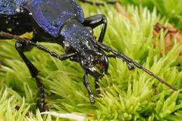 Image de Carabus