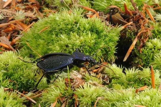 Image of true ground beetle genus