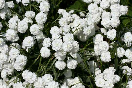 Image of yarrow