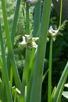 Image of Onions