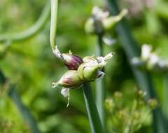 Image of Onions