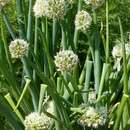 Image of welsh onion