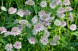 Imagem de Astrantia