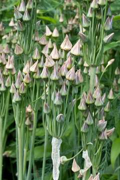 Image of Allium siculum Ucria