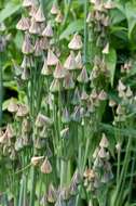 صورة Allium siculum Ucria