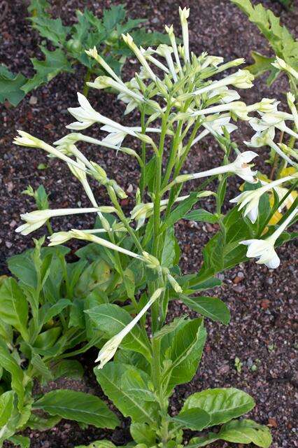 Image of tobacco