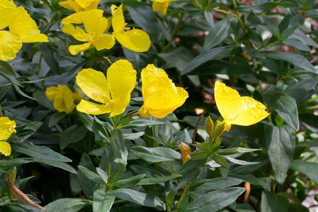 Image of Shrubby sundrops