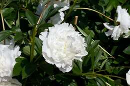 Image of peony