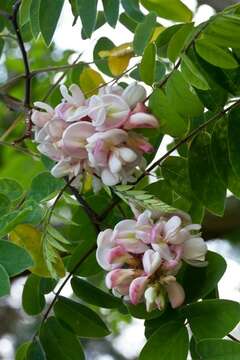 Plancia ëd Robinia