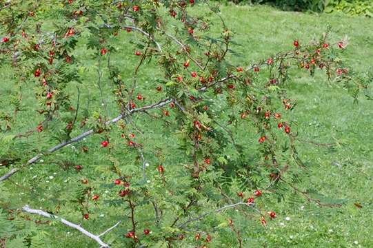 Image of Rosa sericea Lindl.