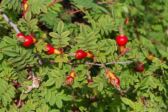 Image of Rosa sericea Lindl.