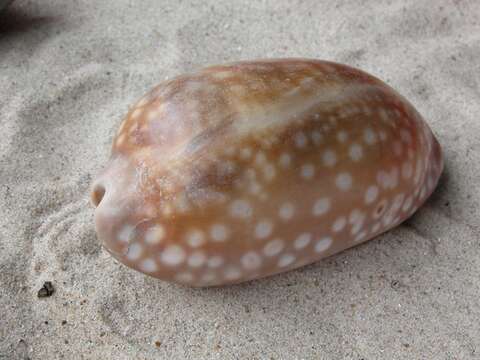 Image of Macrocypraea Schilder 1930