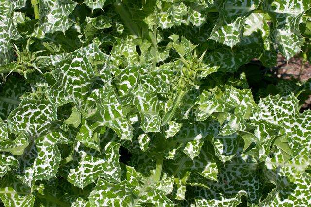 Image of Milk thistle