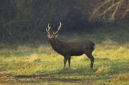 Image of Cervus Linnaeus 1758