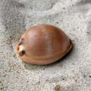 Image of brown cowrie