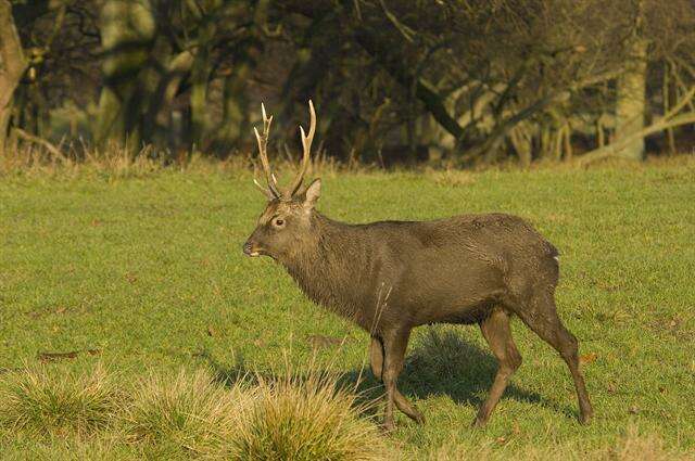 Image of Cervus Linnaeus 1758