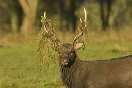 Image of Cervus Linnaeus 1758