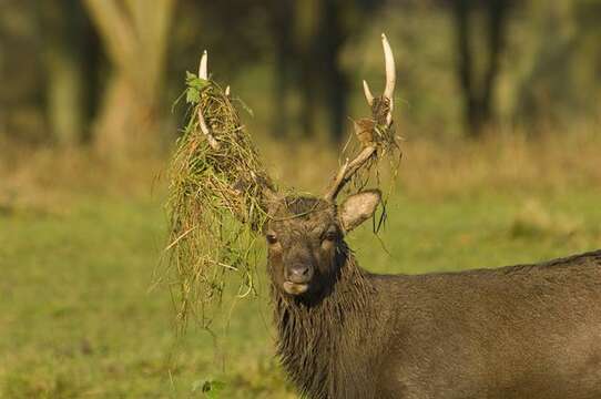 Imagem de Cervus Linnaeus 1758