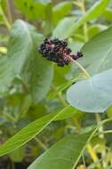 Image of pokeweed