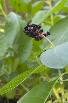 Image of pokeweed