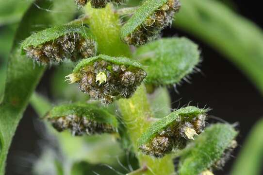 Image of ragweed